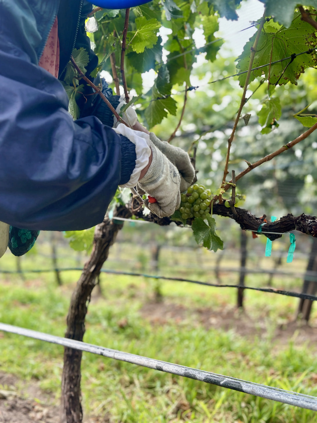 TRES RAÍCES: COMIENZA LA VENDIMIA 2026 CON NUESTRA UVA SAUVIGNON BLANC