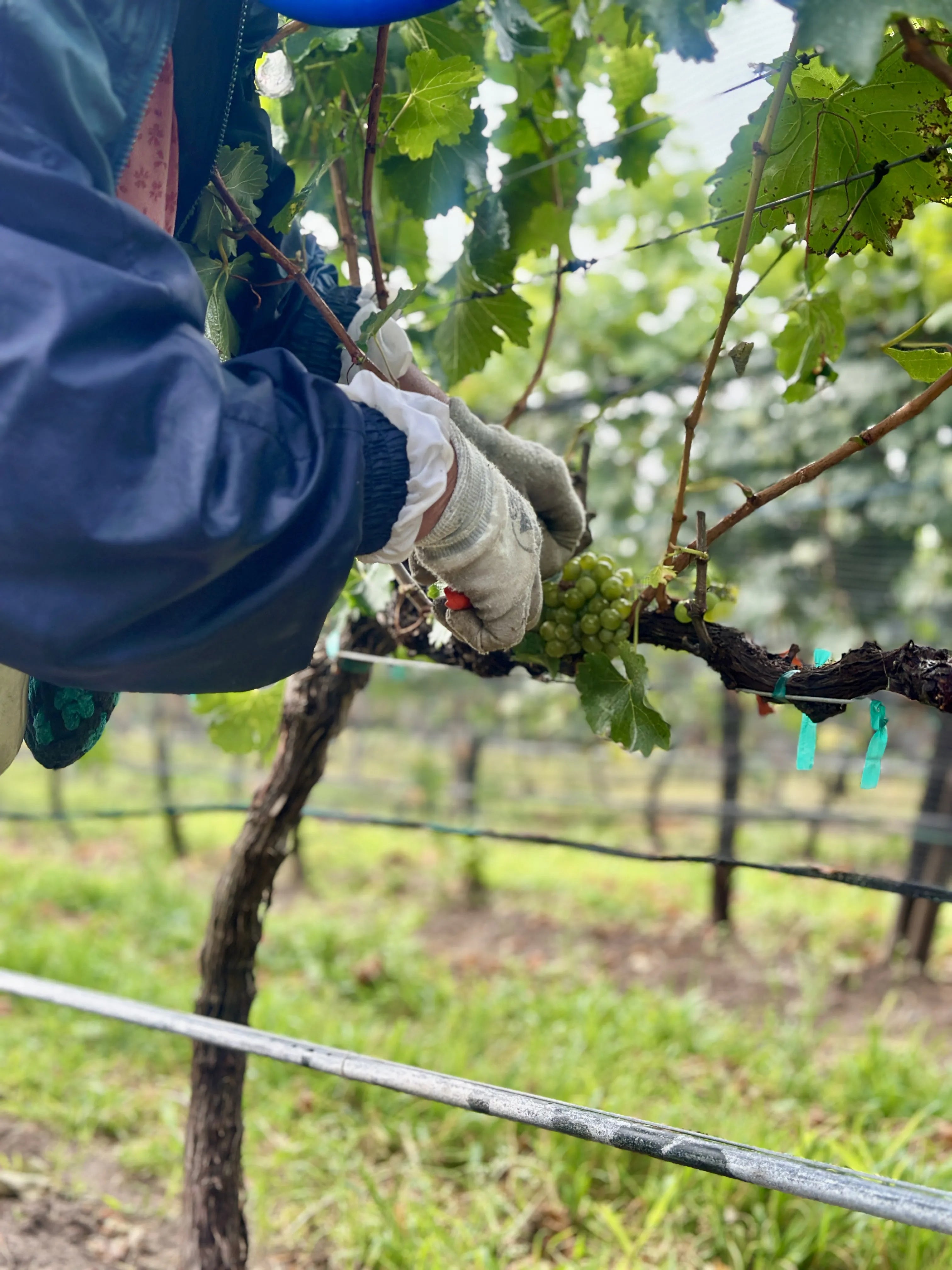 TRES RAÍCES: COMIENZA LA VENDIMIA 2026 CON NUESTRA UVA SAUVIGNON BLANC