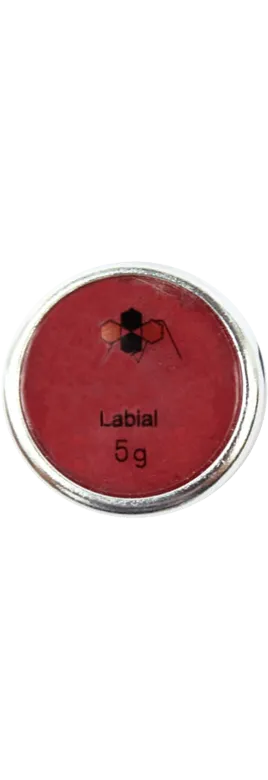 Labial